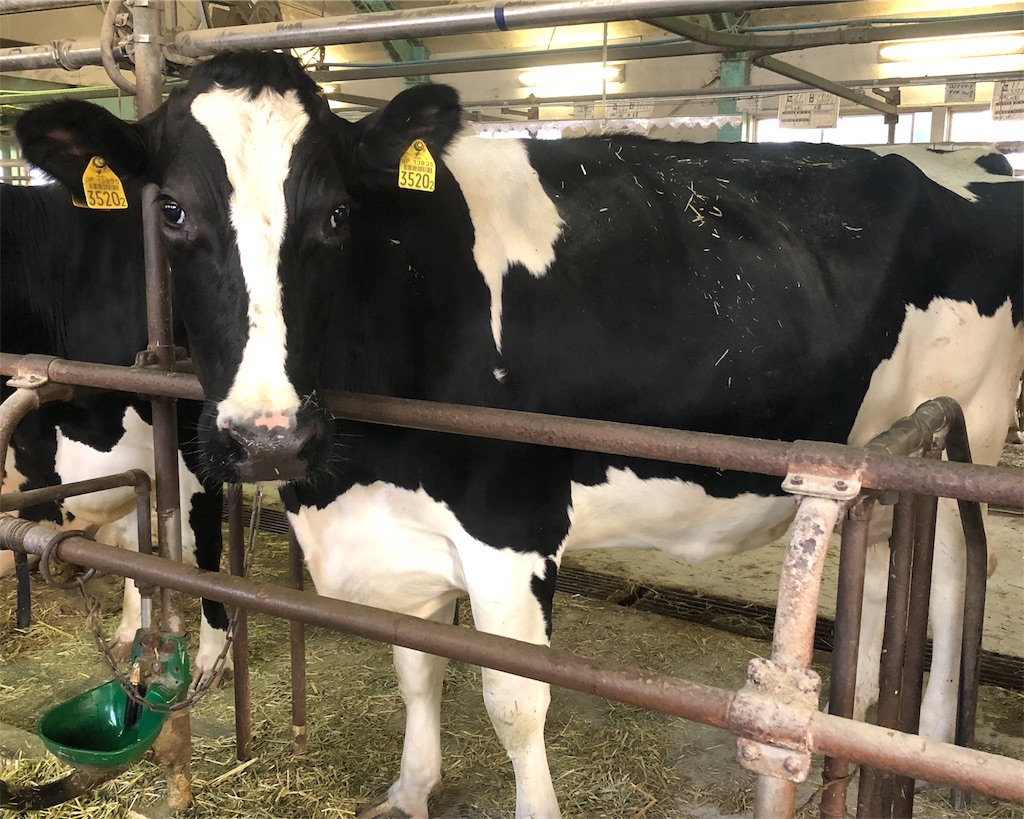 f:id:mizubelog:20181217004332j:image