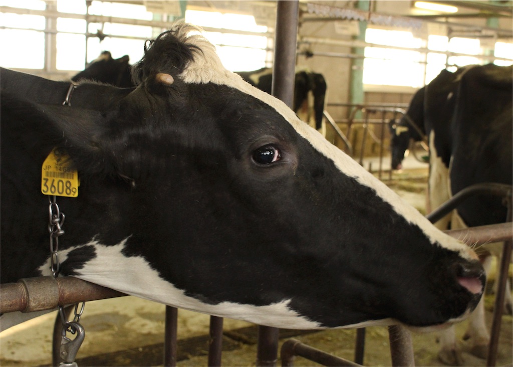 f:id:mizubelog:20181217004336j:image