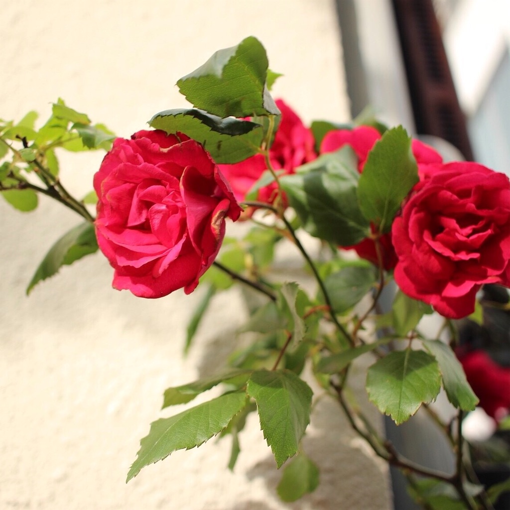 f:id:mizubelog:20190623231915j:image