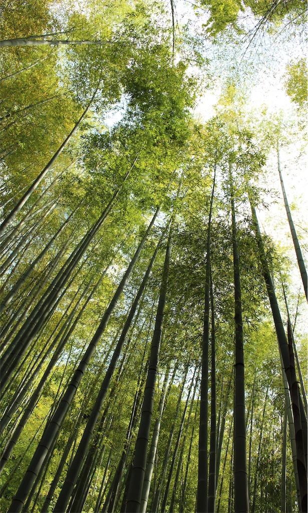 f:id:mizubelog:20190623232255j:image