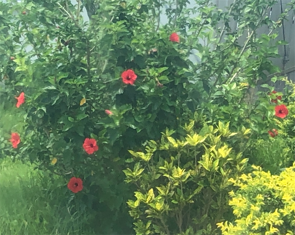 f:id:mizubelog:20190801125535j:image