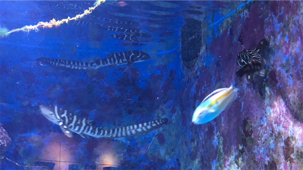f:id:mizubelog:20190801130157j:image