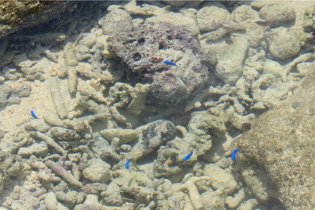 f:id:mizubelog:20190801133928j:image