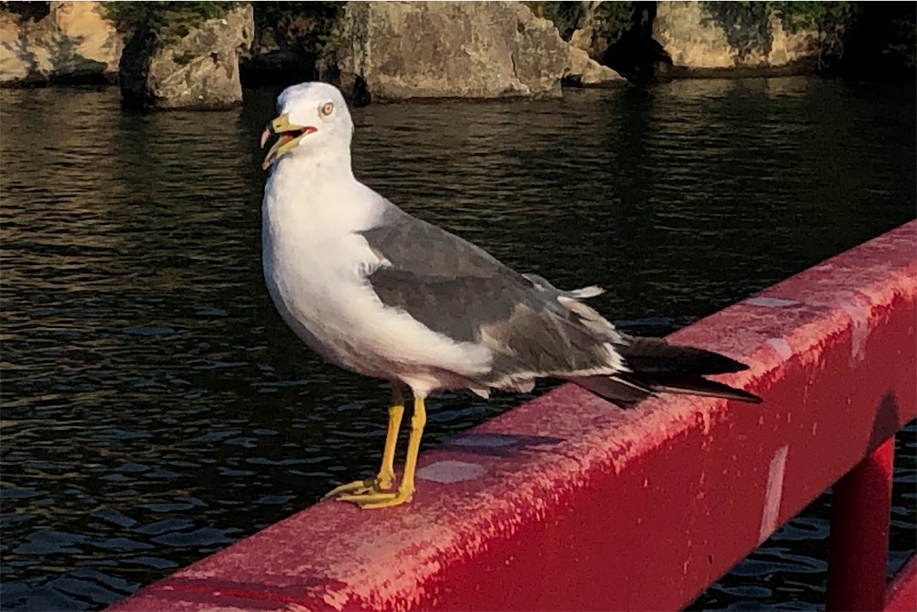 f:id:mizubelog:20190814215035j:image