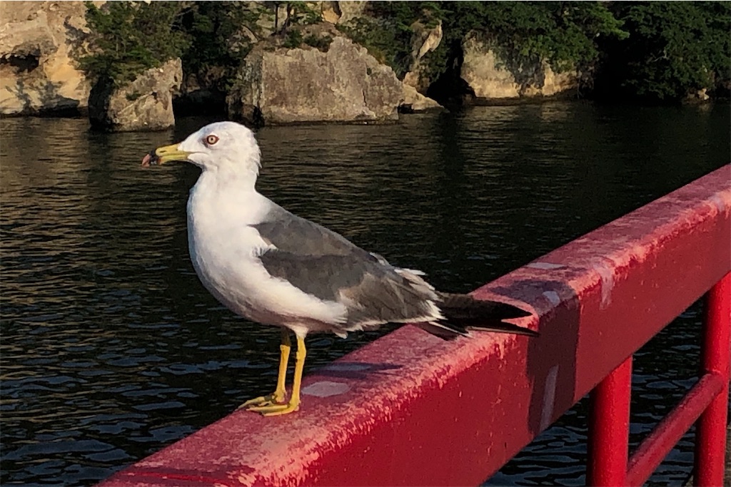 f:id:mizubelog:20190814215046j:image