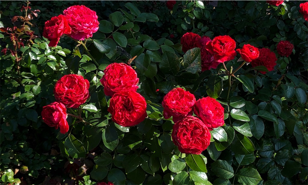 f:id:mizubelog:20190910002522j:image