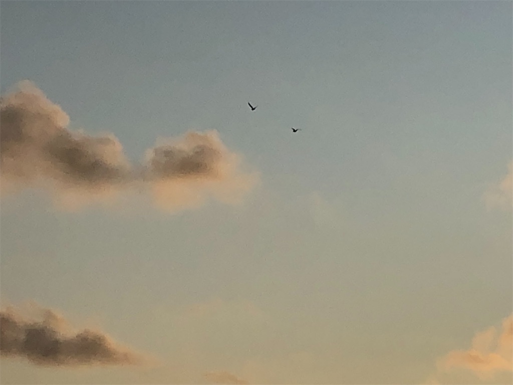 f:id:mizubelog:20190910112846j:image