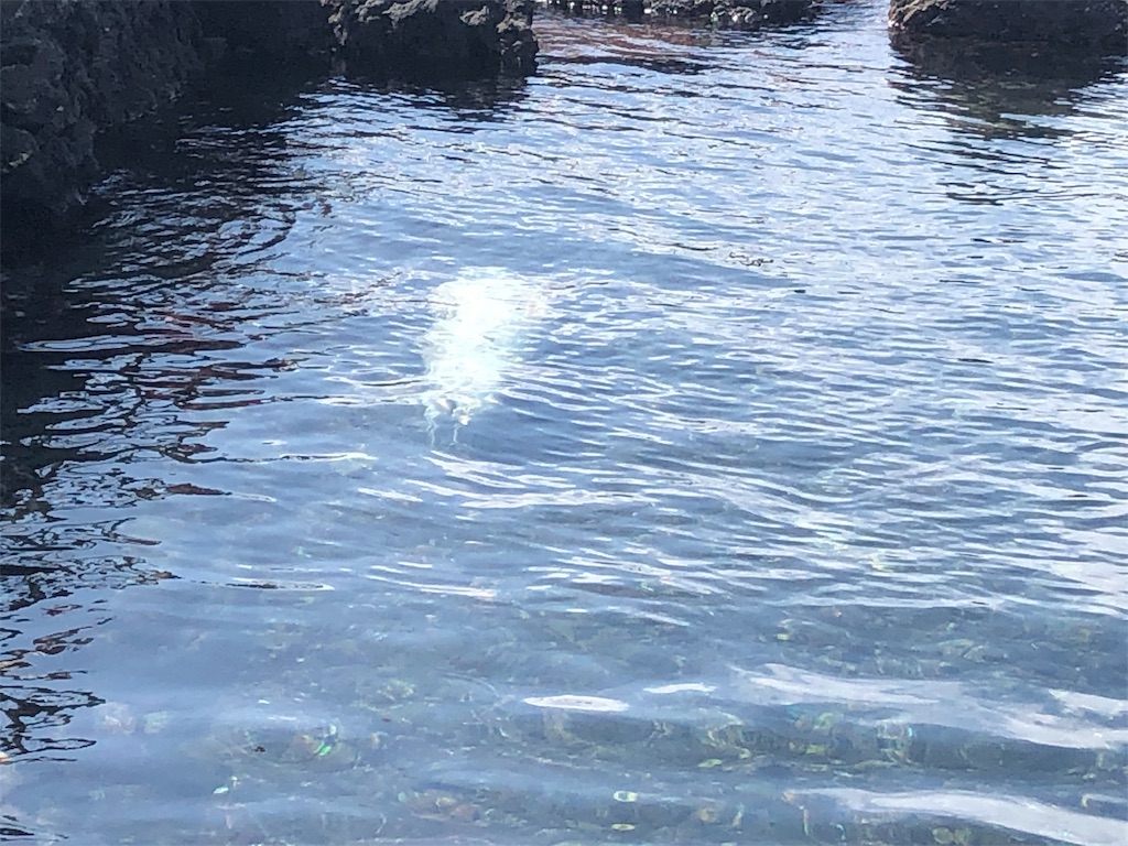f:id:mizubelog:20190910121532j:image
