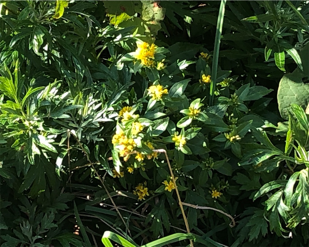 f:id:mizubelog:20190910131611j:image