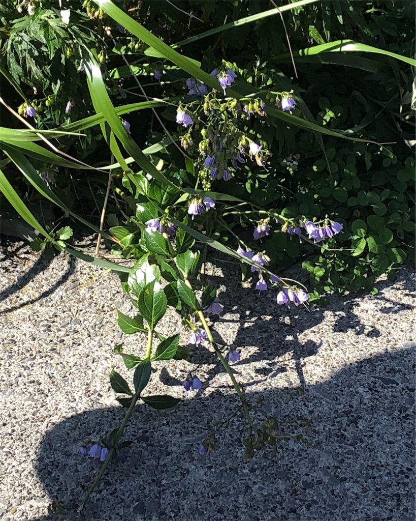 f:id:mizubelog:20190910131615j:image