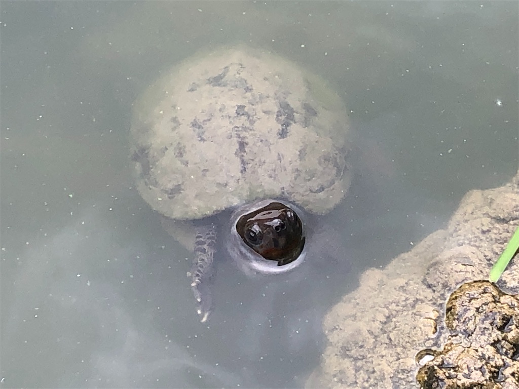 f:id:mizubelog:20191007175651j:image f:id:mizubelog:20191007175651j:image