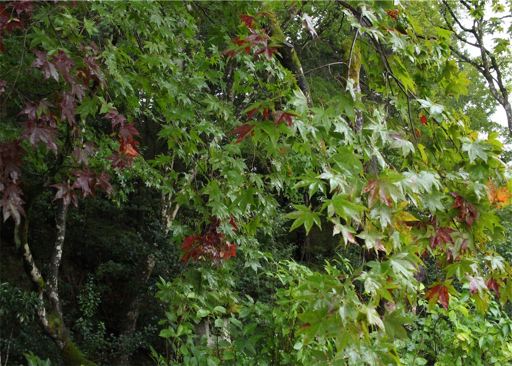 f:id:mizubelog:20191029092710j:image f:id:mizubelog:20191029092710j:image