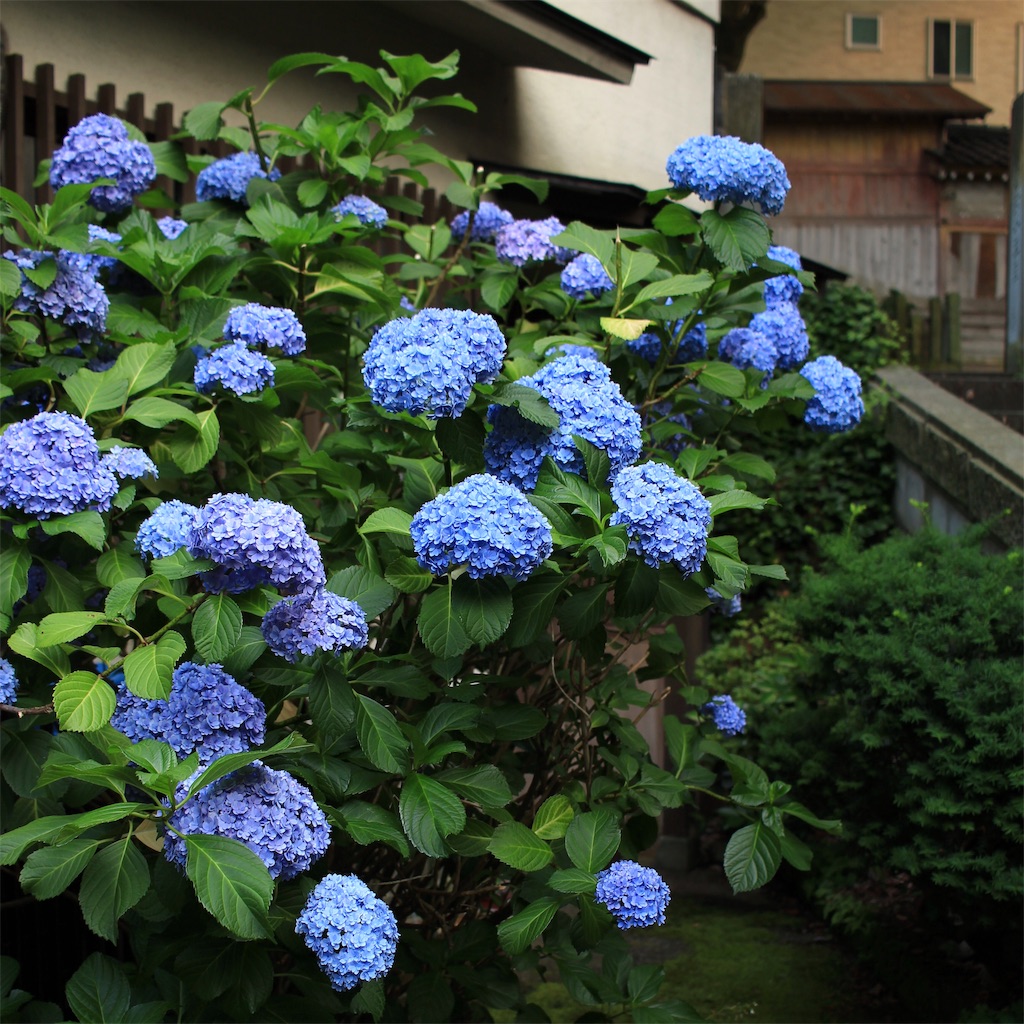 f:id:mizubelog:20200630232026j:image