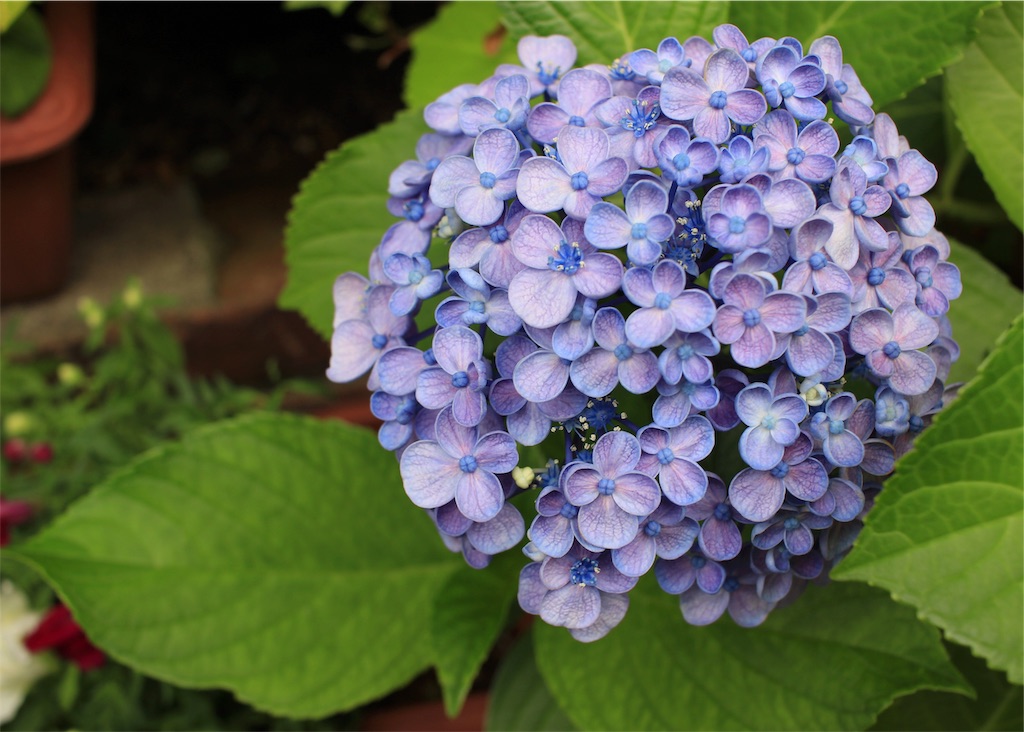 f:id:mizubelog:20200630232044j:image