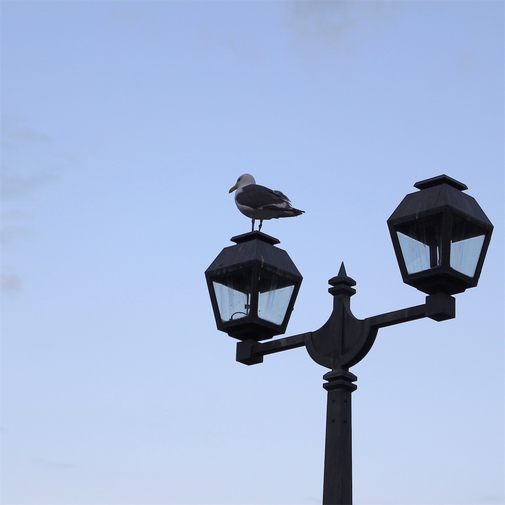 f:id:mizubelog:20210103085102j:image