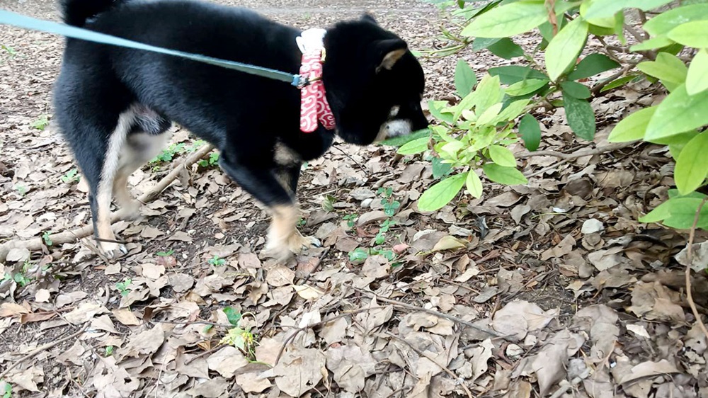 愛犬の黒の豆柴・サスケ