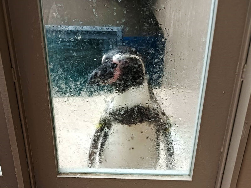 アクアワールドのフンボルトペンギン
