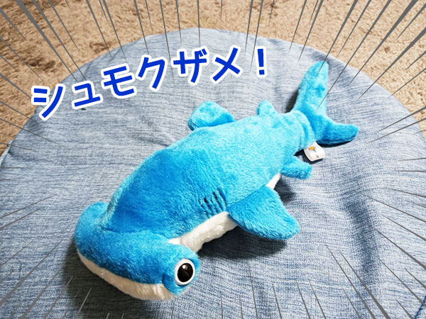 アクアワールドで買ったシュモクザメのぬいぐるみ