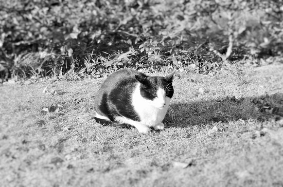 OCNおまかせオプションパック 解約 猫