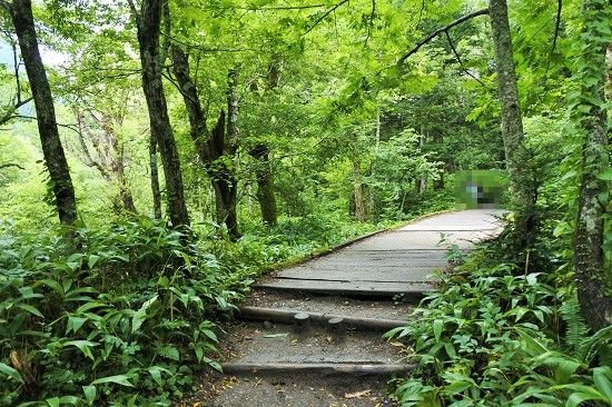 上高地　梓川右岸道