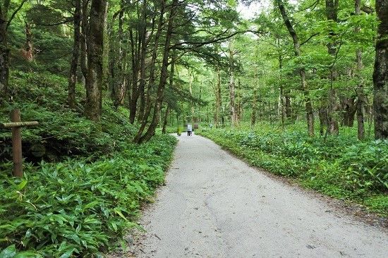 上高地　梓川左岸道