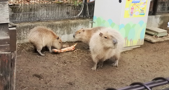 須坂市動物園のカピバラ