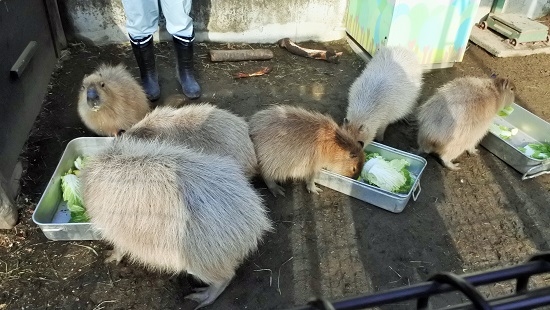 カピバラのもぐもぐタイム