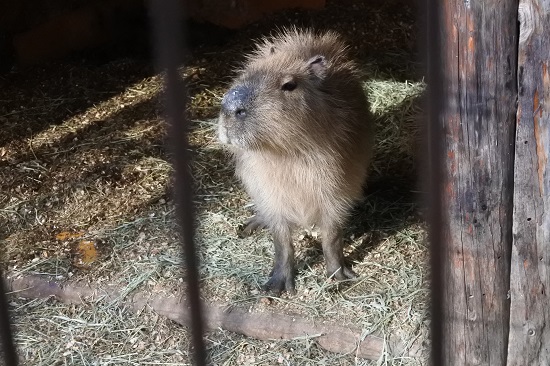 カピバラ