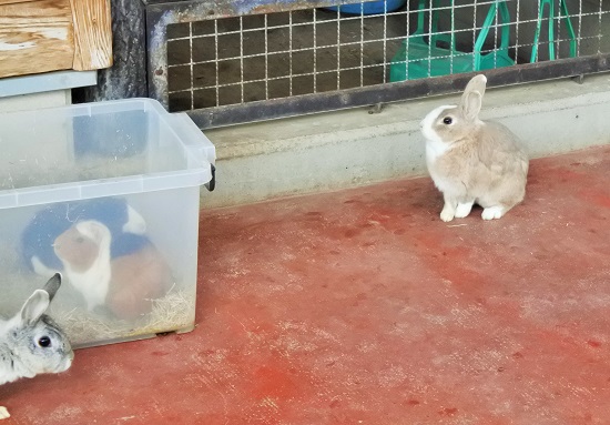 ふれあいハウスのうさぎ