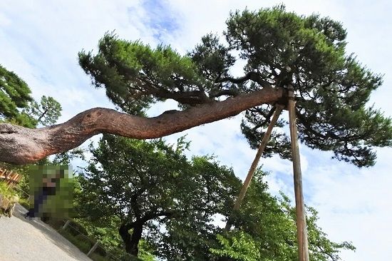 見どころが多い兼六園