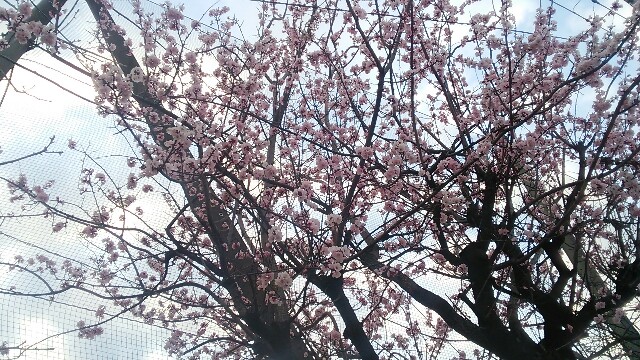 f:id:mizuho000:20170401230125j:plain