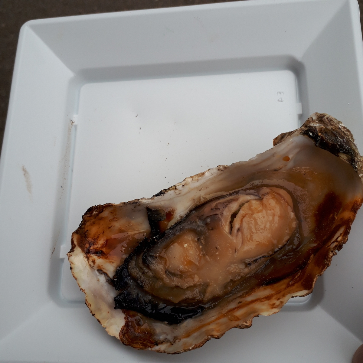 宮島 焼き牡蠣