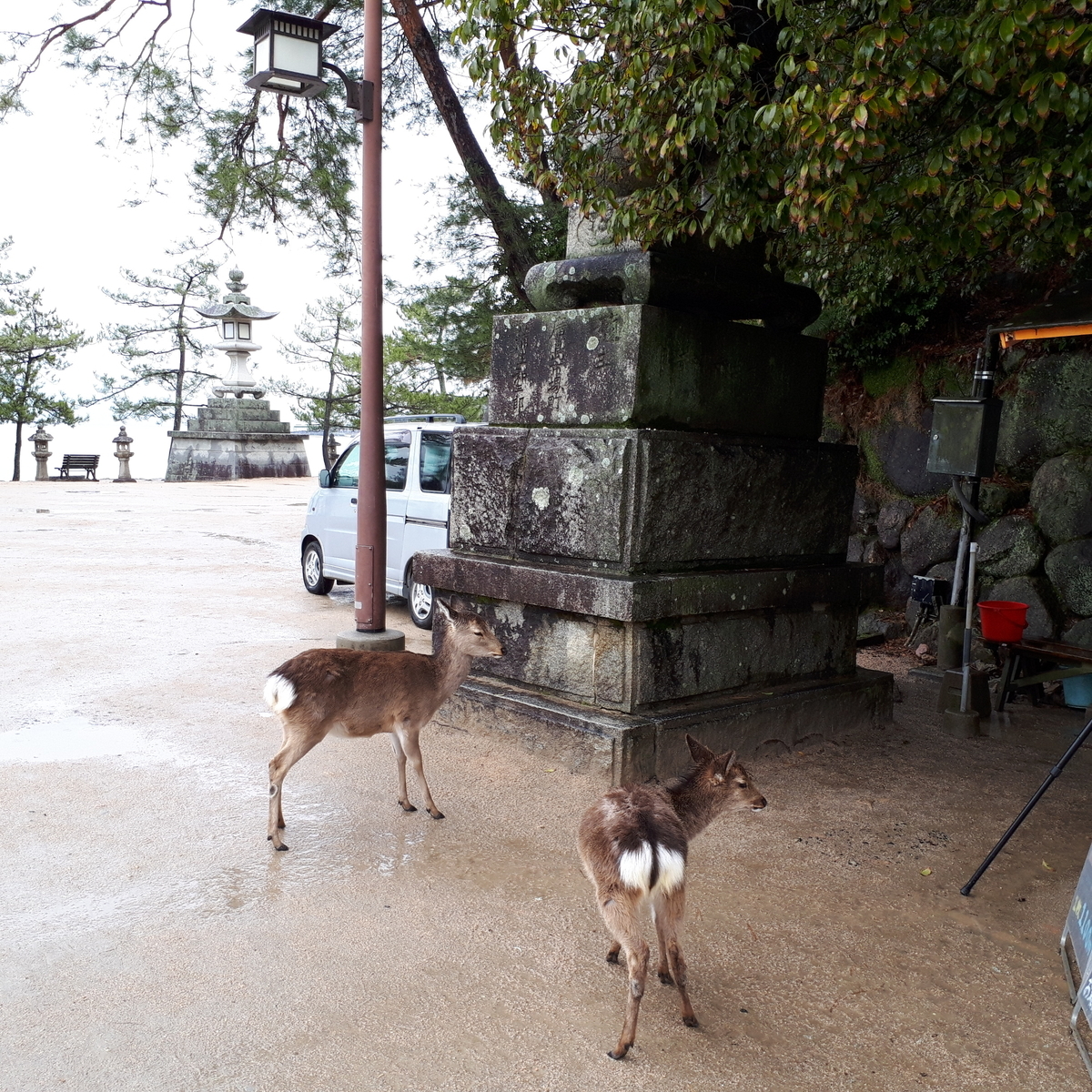 宮島 御笠浜 鹿