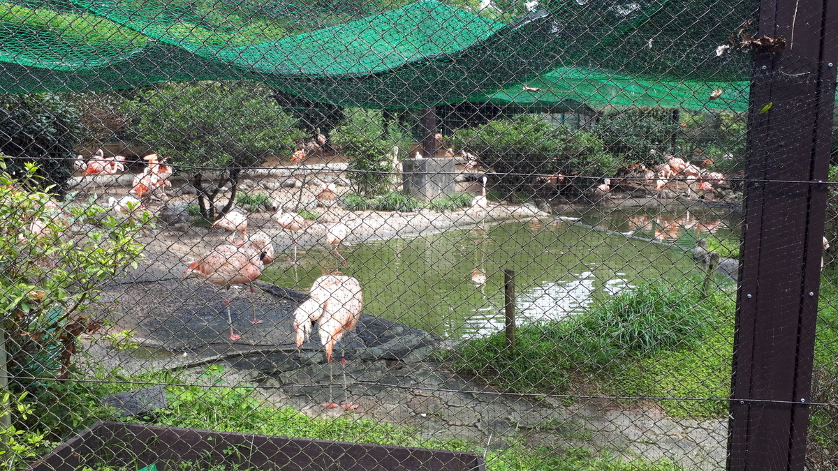 宮崎市フェニックス自然動物園 フラミンゴ