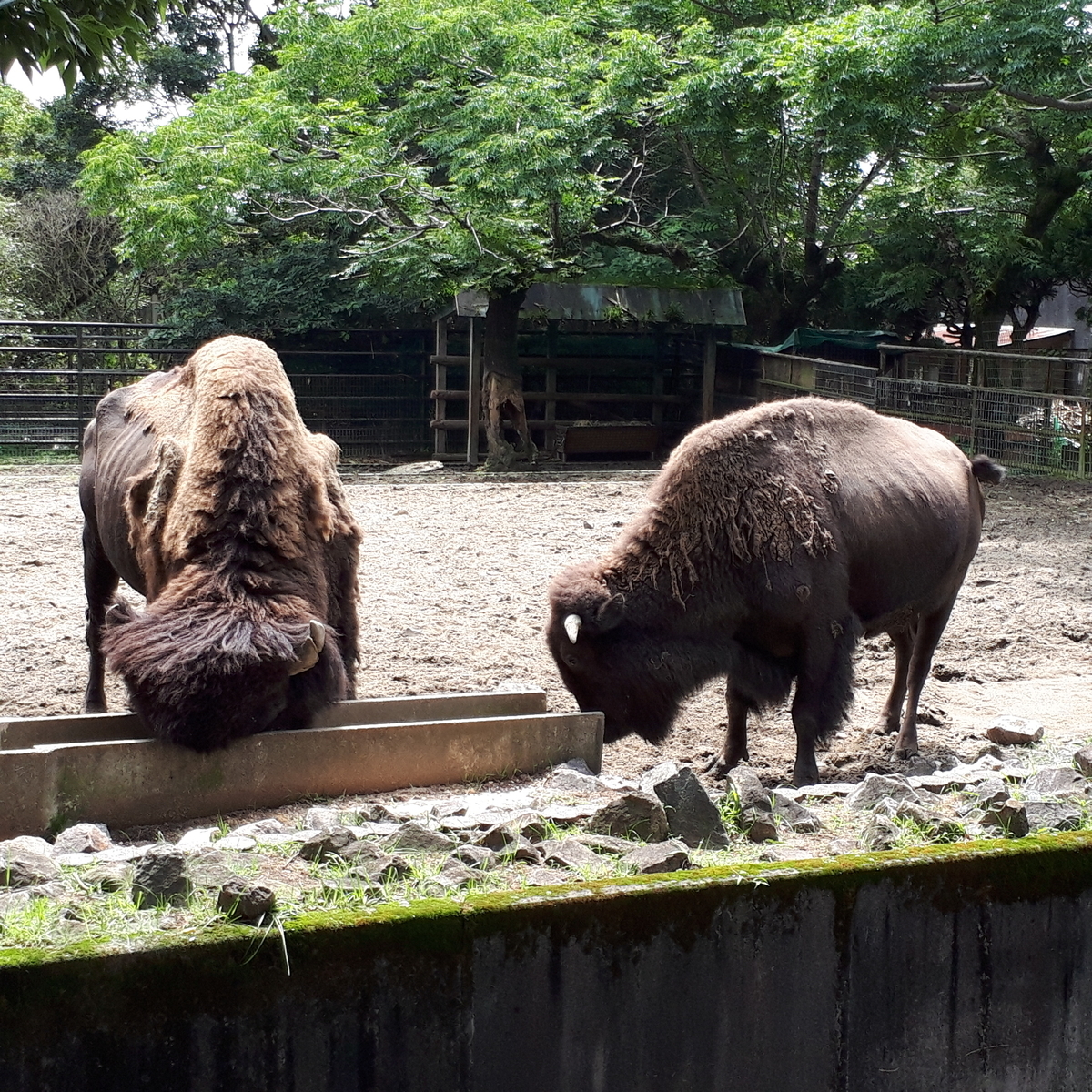宮崎市フェニックス自然動物園 バイソン
