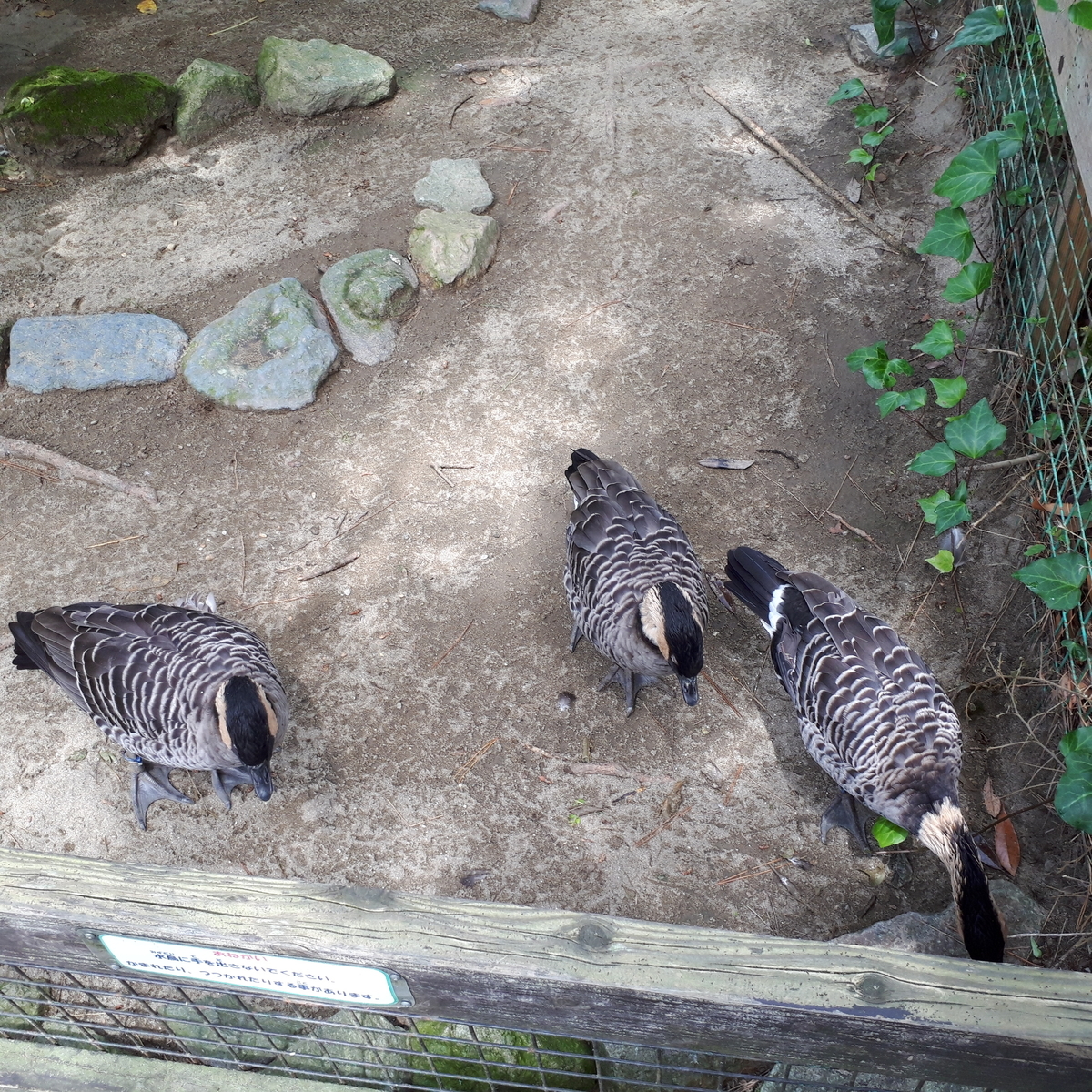 宮崎市フェニックス自然動物園 ハワイガン