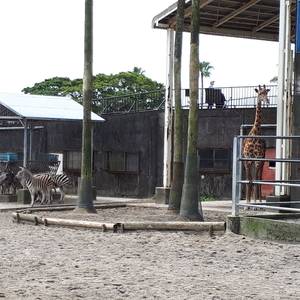 宮崎市フェニックス自然動物園 シマウマ キリン