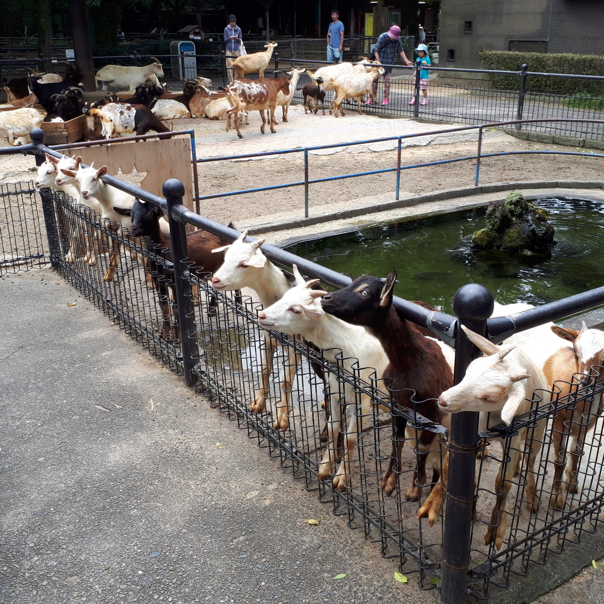 宮崎市フェニックス自然動物園 ヤギ エサ待ち
