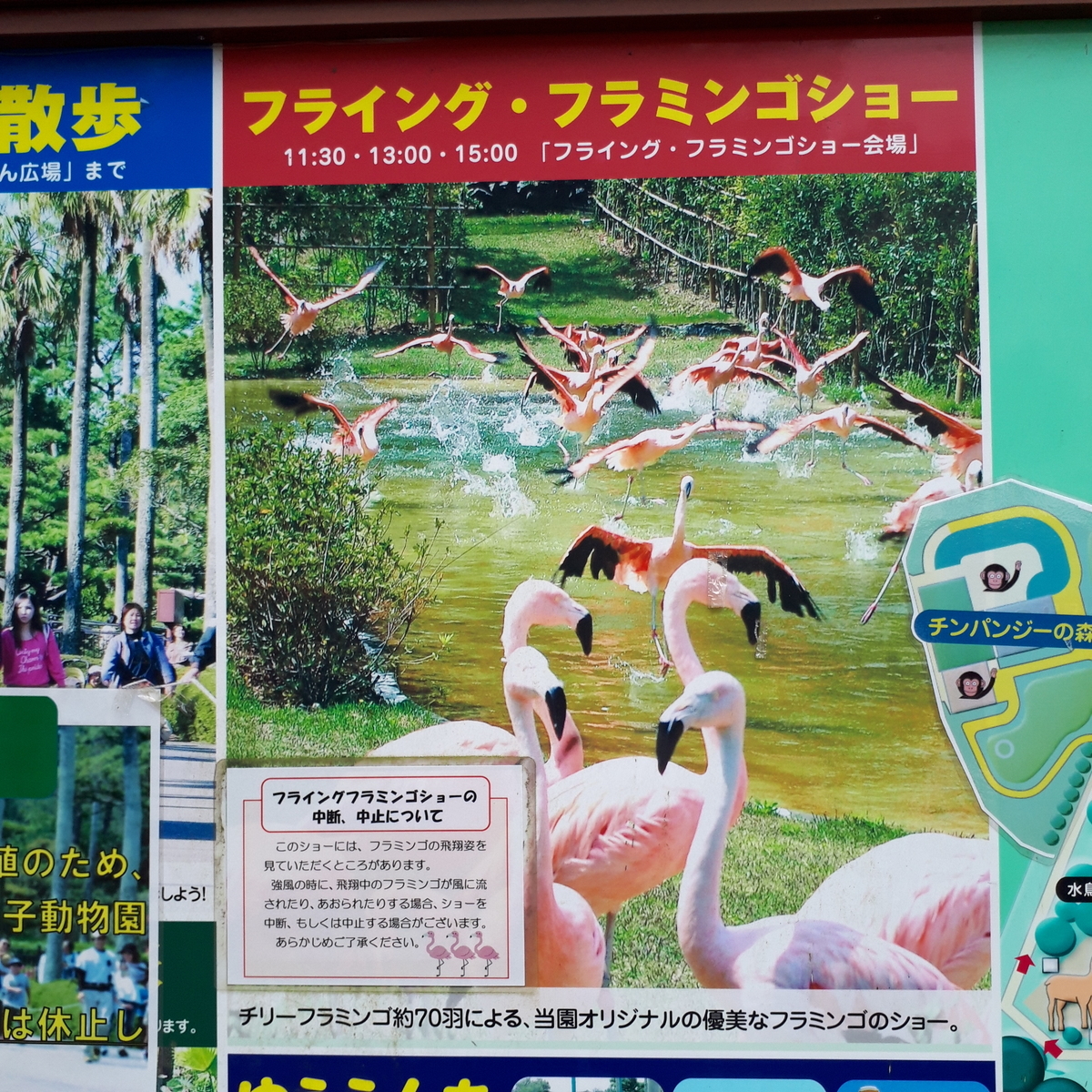 宮崎市フェニックス自然動物園 フライング・フラミンゴショー