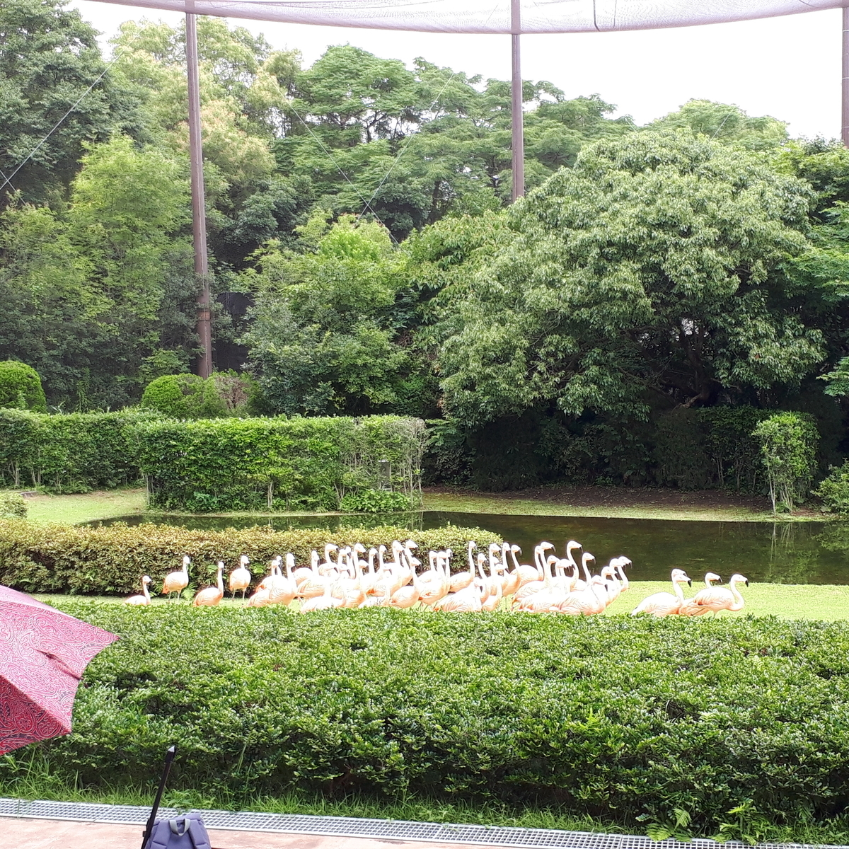 宮崎市フェニックス自然動物園 フライング・フラミンゴショー