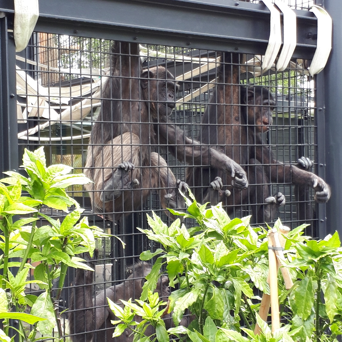 宮崎市フェニックス自然動物園 チンパンジーのえさ取り