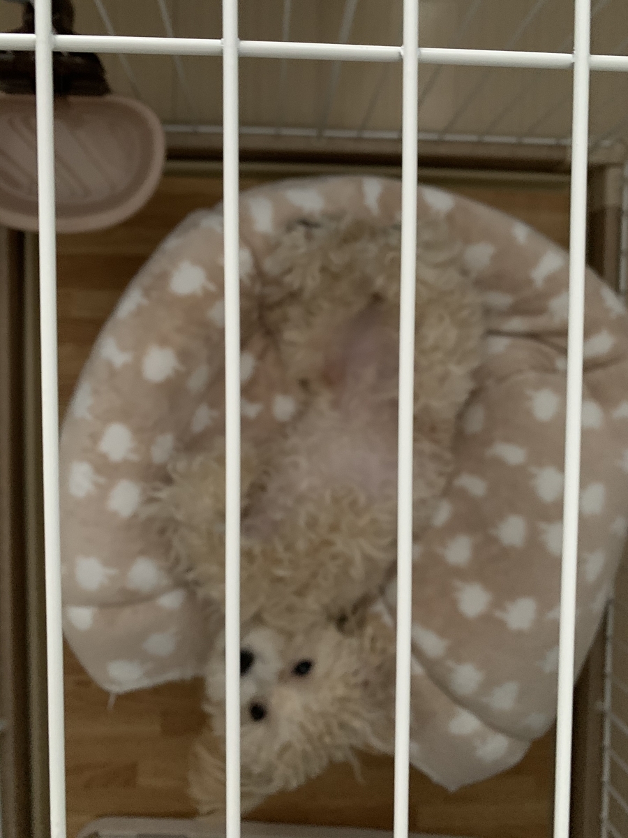 f:id:mizuki021190:20200626001124j:plain
