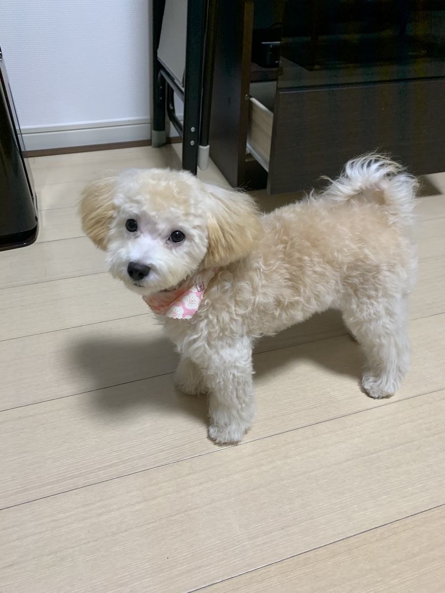 f:id:mizuki021190:20200802125254j:plain