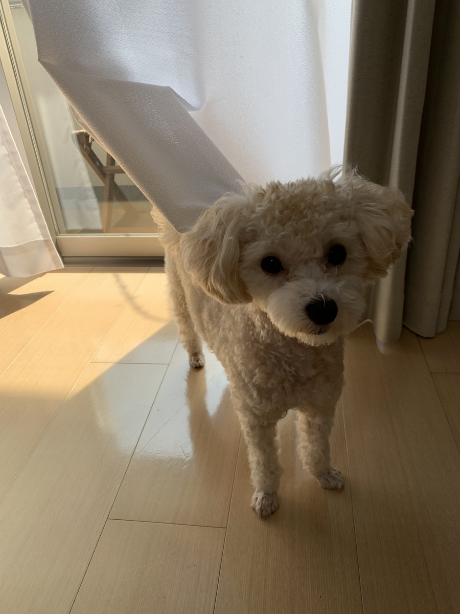 f:id:mizuki021190:20200817220641j:plain f:id:mizuki021190:20200817220641j:plain
