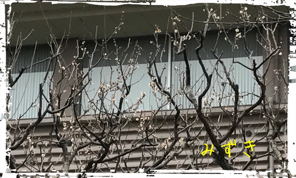 f:id:mizuki5482:20170130161400j:plain f:id:mizuki5482:20170130161400j:plain