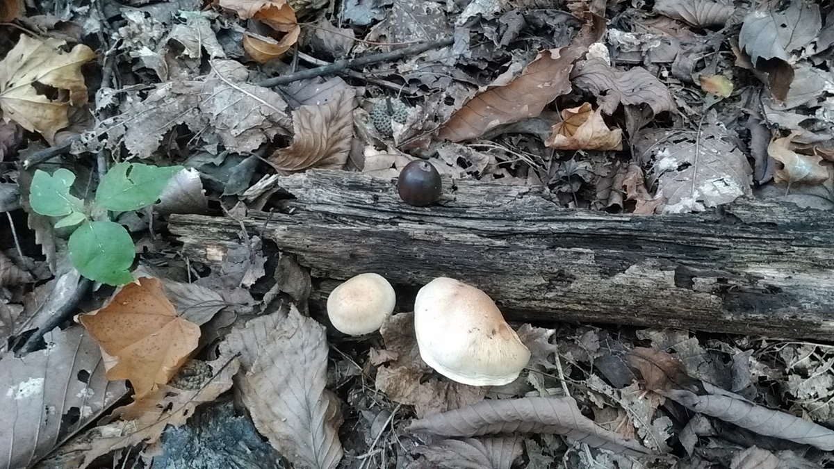 f:id:mizukinoko:20191014175814j:plain f:id:mizukinoko:20191014175814j:plain