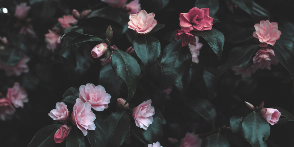 f:id:mizumii:20200126214619p:plain f:id:mizumii:20200126214619p:plain