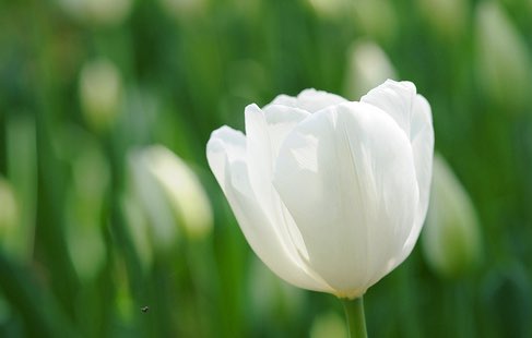 f:id:mizumoshitataru:20170429124753j:plain f:id:mizumoshitataru:20170429124753j:plain