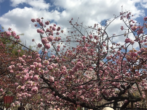 f:id:mizunochan:20190416231642j:image f:id:mizunochan:20190416231642j:image