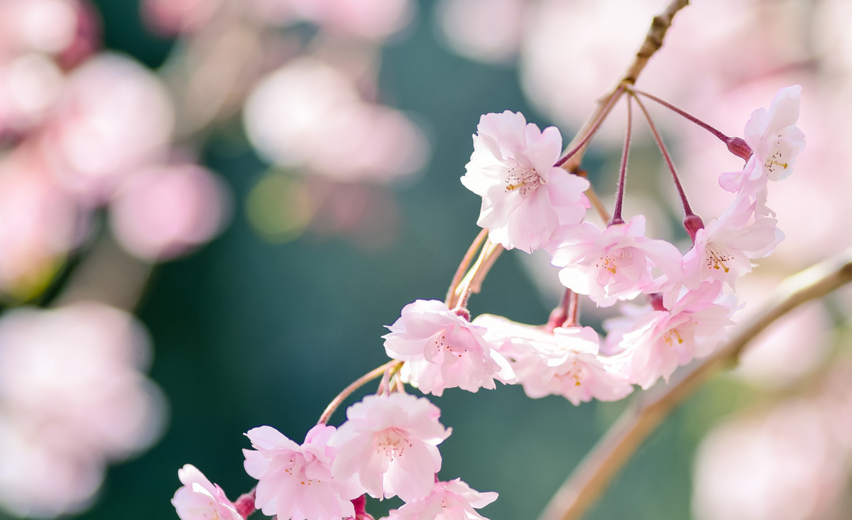 4月9日公開画像
